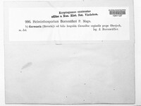 Alternaria bornmuelleri image